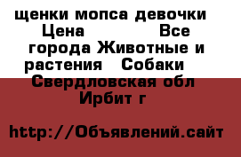 щенки мопса девочки › Цена ­ 25 000 - Все города Животные и растения » Собаки   . Свердловская обл.,Ирбит г.